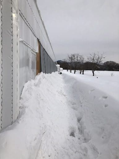 雪かきを始める前の畜舎横