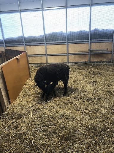 生後15分で一人で立つ子ヤギ