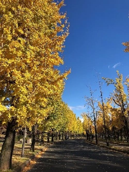 青空の下にイチョウ並木が左右に広がる広い道