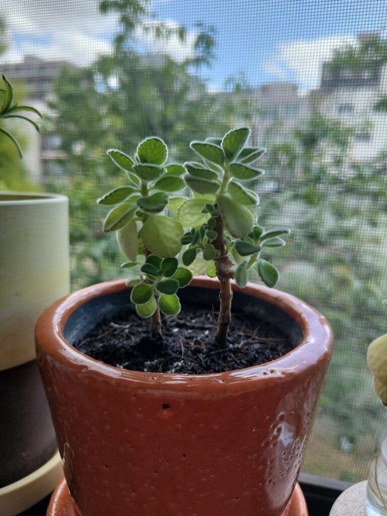 アロマティカス