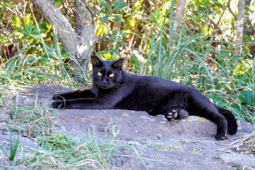 黒猫の写真