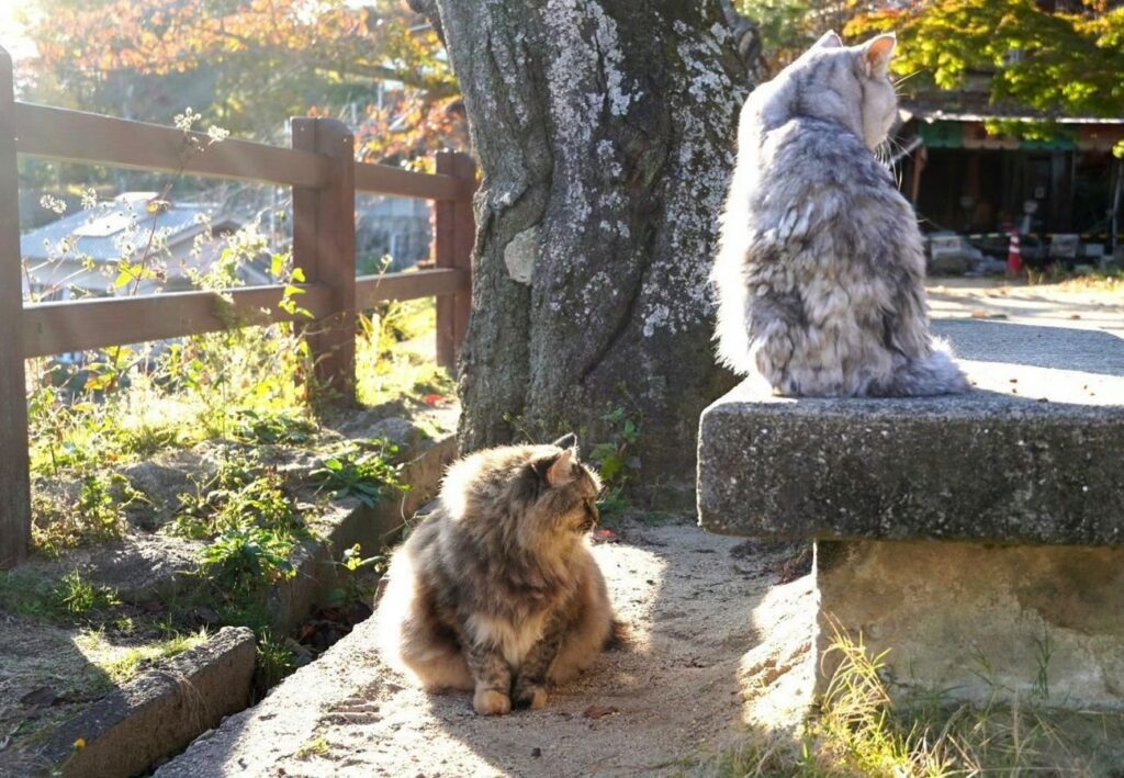 親子猫の写真