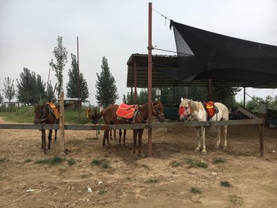 黄河の馬