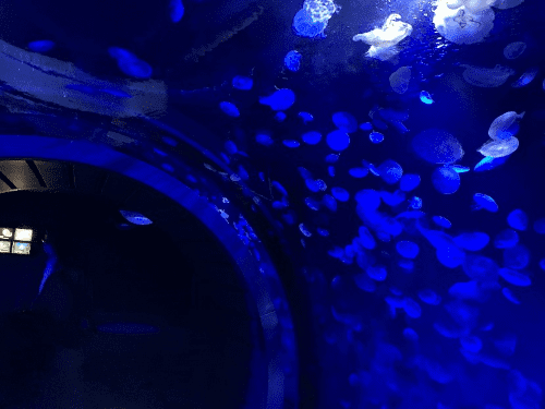 薄暗い屋内水槽が天井から足元もまであり、その中にくらげがたくさんふわふわと浮かんでいる様子。