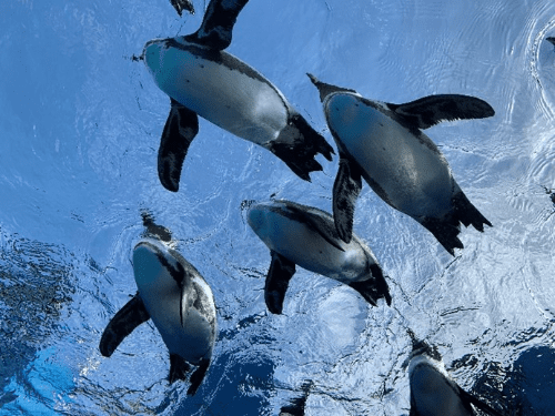 屋内水槽にペンギンが空を飛ぶように頭の上を泳いでいる様子