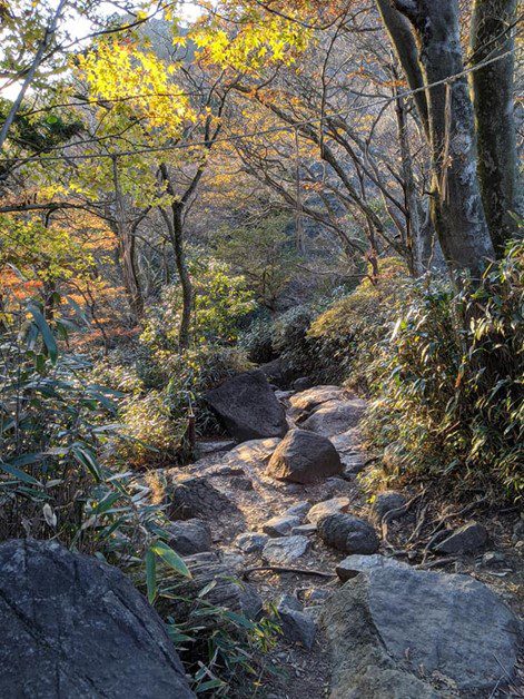 足元のごつごつした岩から成る登山道を取り囲むように紅葉したもみじや木々が撮影されている。