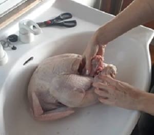 シンクでまるごとの七面鳥を水粗いしている