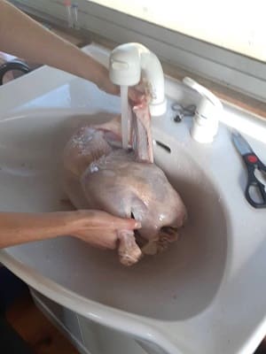 シンクでまるごとの七面鳥を洗っている