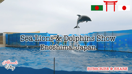 イフテカールのVlogトップページの写真。イルカがプールの上をジャンプしている。