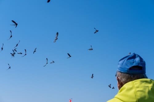 とんびやかもめが飛んでいる空