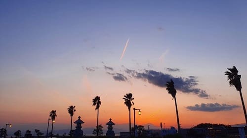 椰子の木が立ち並ぶ夕刻の写真。