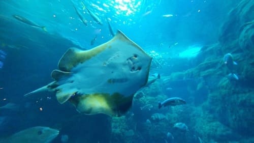 江の島水族館の水槽を泳ぐエイ