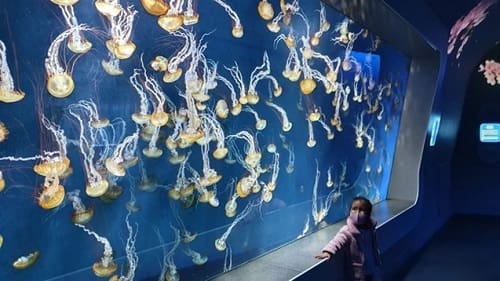 水槽を泳ぐたくさんのクラゲたち