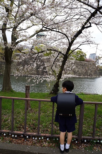 一番奥に大阪城、お濠沿いに植えられた桜の木の下で大阪城を眺める小学校一年生の男の子の後ろ姿（縦写真）
