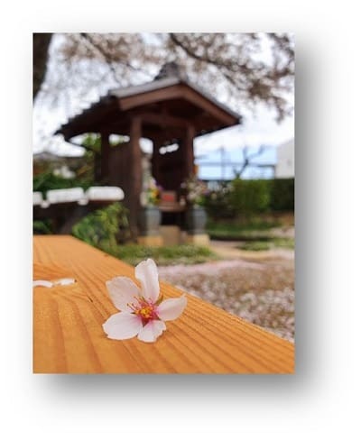 背景に瓦の屋根の小さな建物。手前の1輪の桜にピントが合わされている