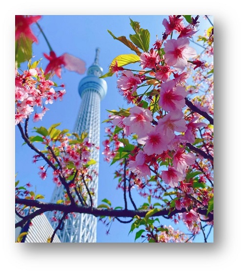 奥に東京スカイツリー、手前にきれいなピンクの桜の花が写っている
