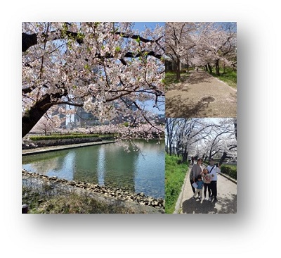 大川沿いの桜並木。右下は桜の木の下で家族が写っている