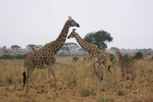 多くの人が連想するであろう、人間社会とは切り離されたアフリカの国立公園のイメージ写真