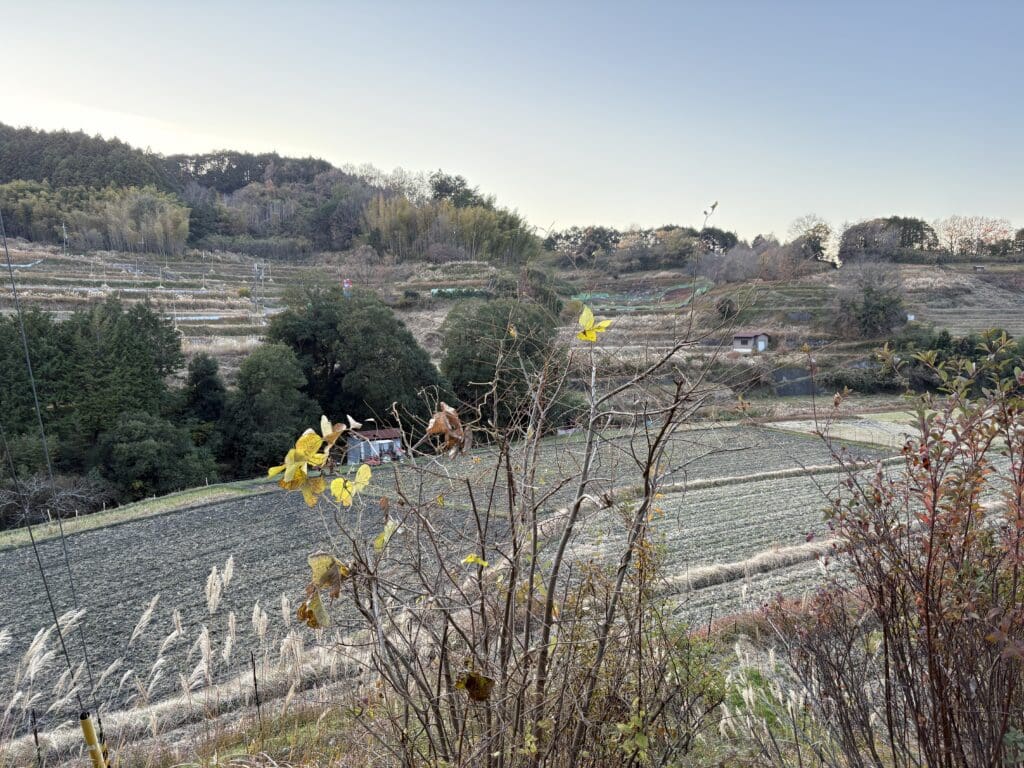 稲渕の棚田