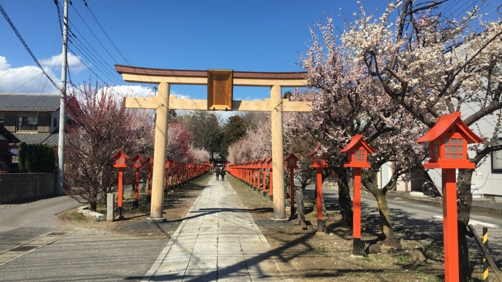 こちらは地元、佐野にある朝日森天満宮です。毎年、初詣に行っています。桜綺麗ですよね！