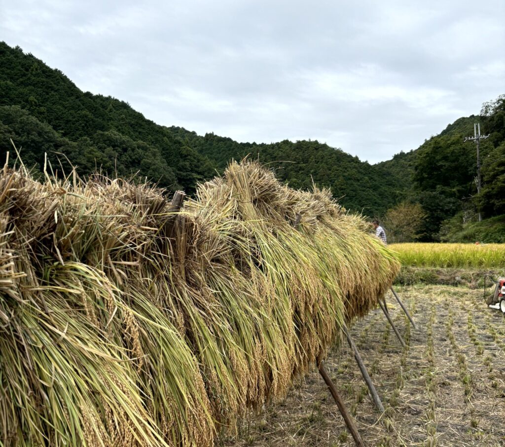はざかけの画像