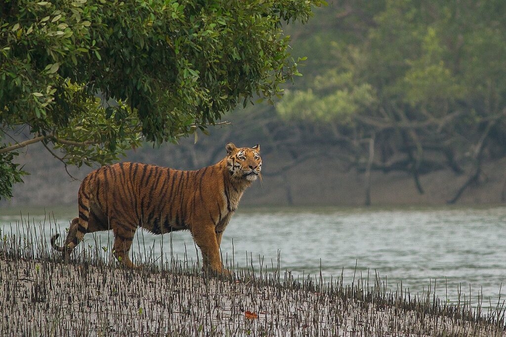 A tiger is waiting for next meal in Shundarbans Mangrove Forest