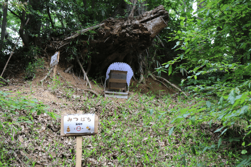 山の斜面に蜂の巣箱が設置されています。