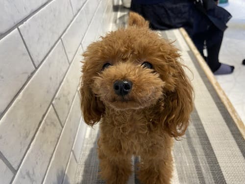 茶色いトイプードルがこちらを向いている。