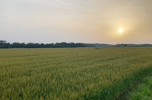夕暮れの中、そよ風にゆれる麦畑。