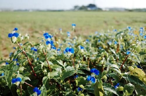 田んぼのあぜ道に咲く朝露に濡れたツユクサ。