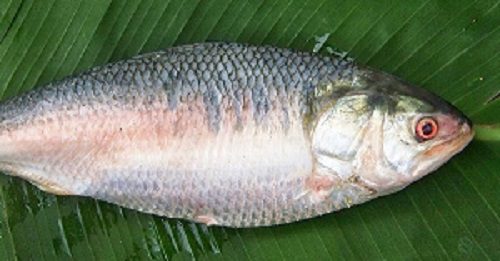 Hilsa Fishの写真