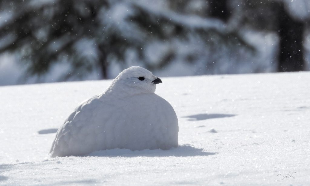 camouflage