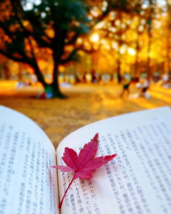 公園のイチョウで、地面が黄色い。開けられた本に赤いもみじが置かれている。