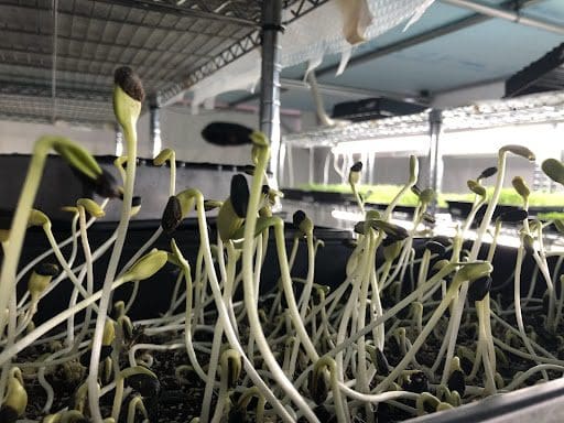 ひまわりのマイクログリーン