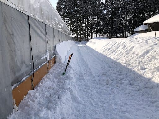 畜舎横を雪かきした成果の写真