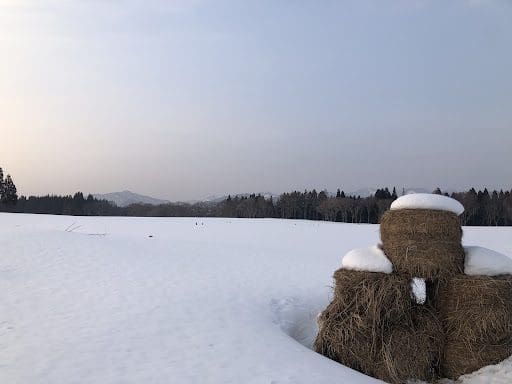 畜舎周りの雪景色。周りに何もない。
