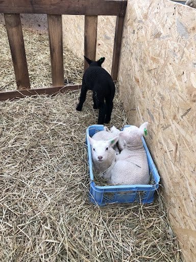 黒い羊1匹と真っ白な子羊2匹