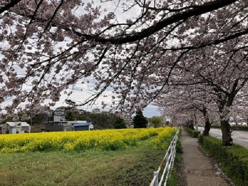 満開の桜並木の横に、菜の花畑が広がっている